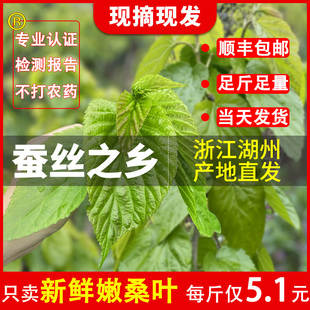 新鲜桑叶新鲜蚕宝宝饲料学生养蚕大叶小蚕鲜嫩桑叶养蚕喂蚕活体蚕