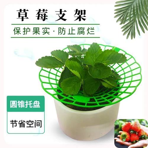 草莓盆栽种植架子花架
