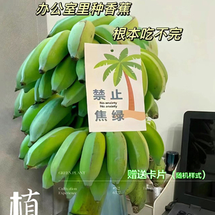 拒绝蕉绿广东苹果蕉水培香蕉网红带杆苹果蕉送卡片办公室培育香蕉