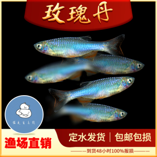 玫瑰丹鱼稀有原生鱼小型冷水鱼观赏鱼淡水小鱼冷水观赏鱼好养耐活