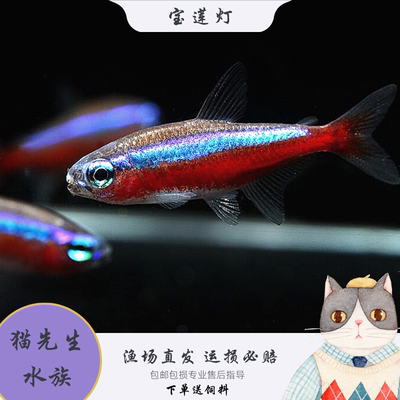 宝莲灯灯笼鱼小型鱼苗红绿灯宠物淡水鱼钻石灯群游鱼宝莲灯包活体