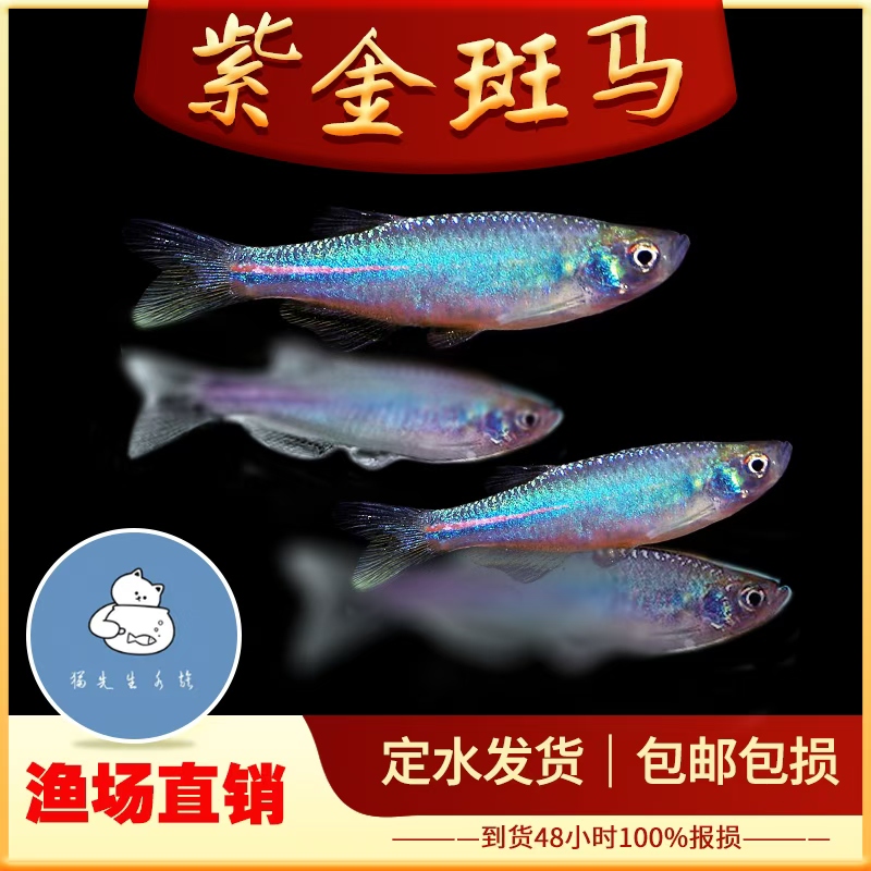 紫金斑马鱼小型观赏鱼原生淡水鱼冷水鱼玫瑰金线半线丹鱼大班马鱼