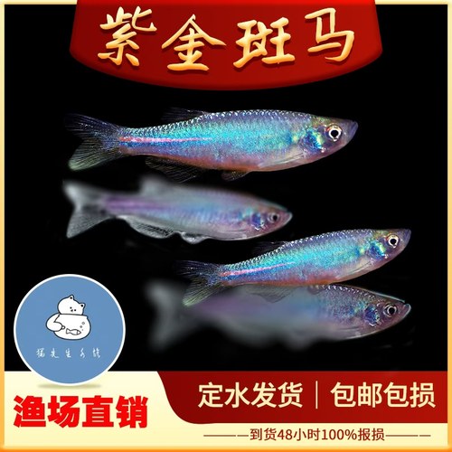 紫金斑马鱼小型观赏鱼原生淡水鱼冷水鱼玫瑰金线半线丹鱼大班马鱼