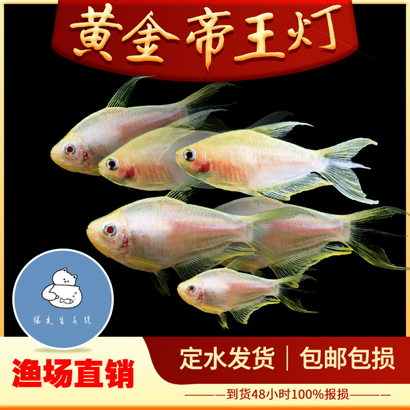 黄金帝王灯鱼黑帝王灯活体鱼热带鱼淡水观赏鱼水草缸群游灯鱼包活