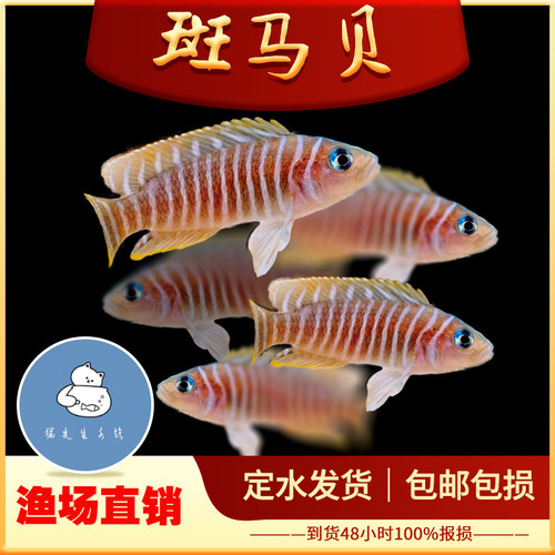 斑马贝鱼热带鱼观赏鱼小型鱼缸水族箱宠物新手活体淡水鱼包活包邮
