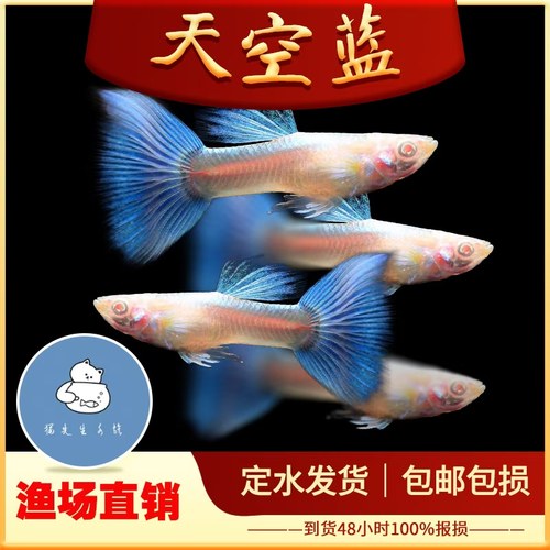 天空蓝孔雀鱼观赏鱼精品纯种小型活体热带凤尾鱼淡水好养耐活小鱼