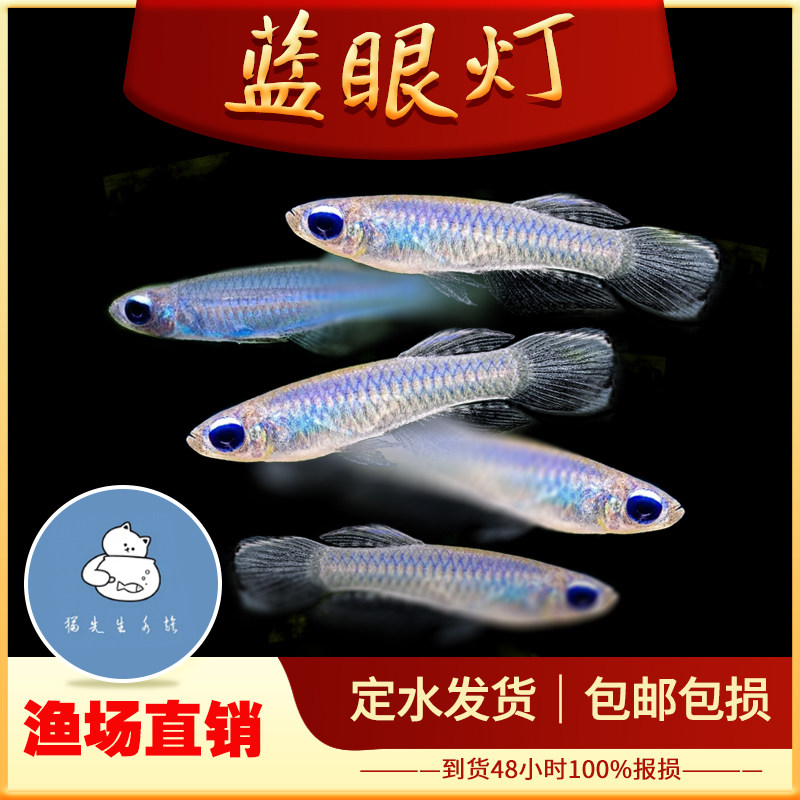 女王蓝眼灯鱼小型热带观赏淡水鱼蓝眼睛草缸新手入门灯鳉鱼活体鱼