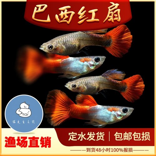 巴西红扇孔雀鱼纯种凤尾鱼全红孔雀鱼待产下崽狂魔胎生好养耐鱼苗