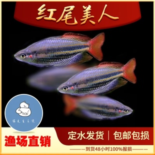 红尾美人鱼淡水草缸群游鱼热带观赏鱼石美人蓝美人小型鱼活体包活