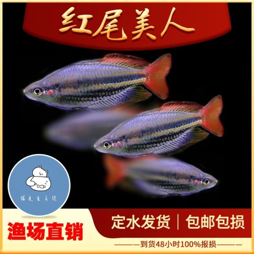 红尾美人鱼淡水草缸群游鱼热带观赏鱼石美人蓝美人小型鱼活体包活