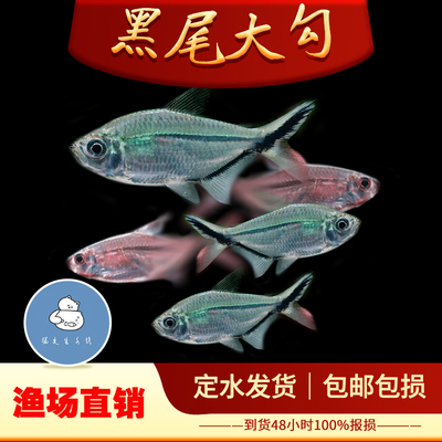 黑尾大勾鱼观赏鱼好养扯旗不挑水