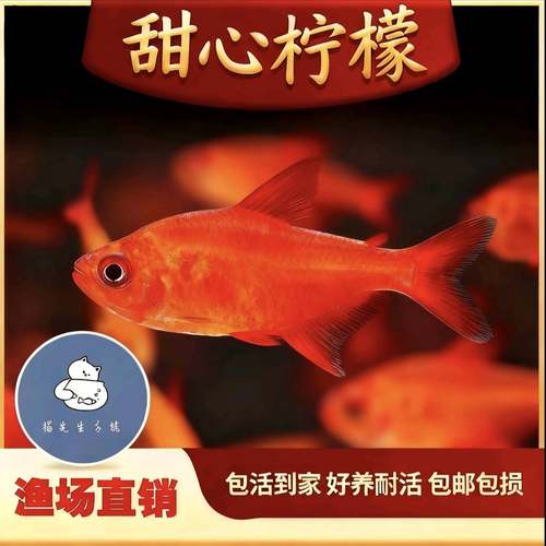 甜心柠檬灯鱼热带观赏鱼超级甜心柠檬巴西进口小型高端淡水灯科鱼