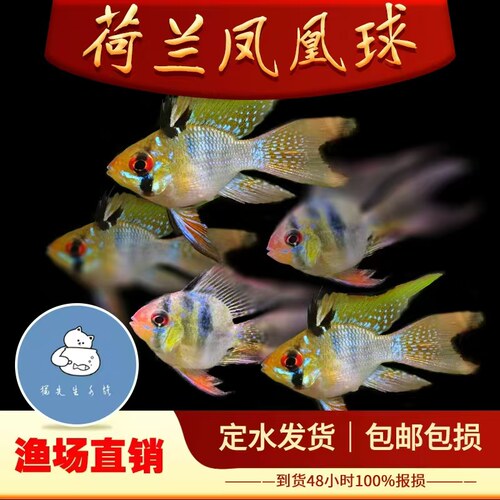 荷兰凤凰球鱼金波子蓝波子阿凡达短鲷热带观赏鱼小型鱼活体宠物鱼
