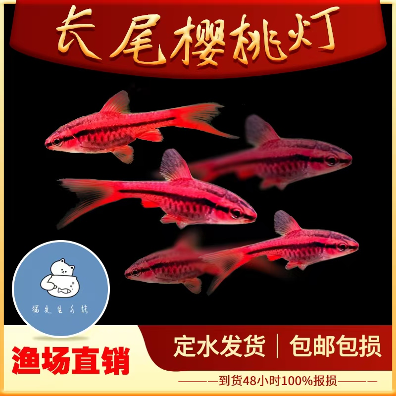 长尾樱桃灯红玫瑰鱼短尾樱桃小型鱼热带鱼观赏鱼淡水好养活体包邮
