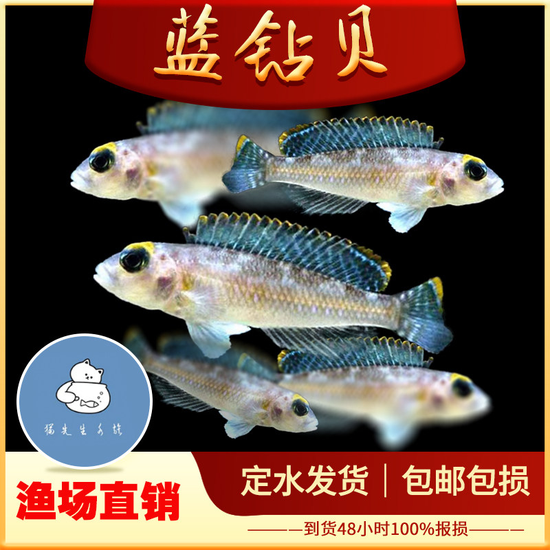 蓝钻贝鱼坦鲷卷贝斑马贝鱼黄帆天堂鸟钻石贝黄金叮当三湖鱼活体鱼