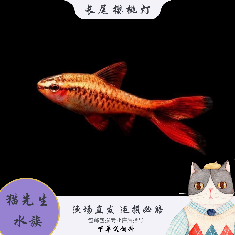 长尾樱桃灯红玫瑰鱼短尾樱桃小型鱼热带鱼观赏鱼淡水好养活体包邮