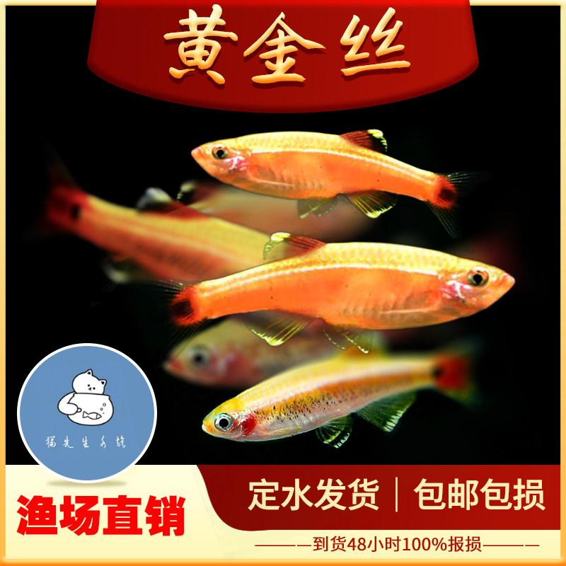黄金丝鱼活体小型唐鱼冷水鱼观赏原生鱼瑰丽长尾灯科鱼群游鱼,宠物/宠物食品及用品,鱼,淘宝优惠券,粉丝福利购,淘宝优惠卷