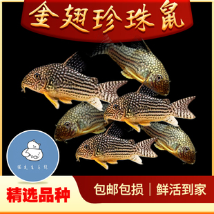 金翅珍珠鼠鱼活体满天星红金翅珍珠鼠水草缸吃垃圾清洁底层工具鱼