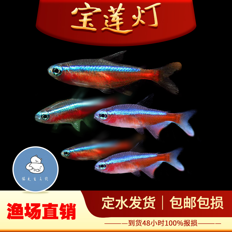宝莲灯灯笼鱼小型鱼苗红绿灯宠物淡水鱼钻石灯群游鱼宝莲灯包活体