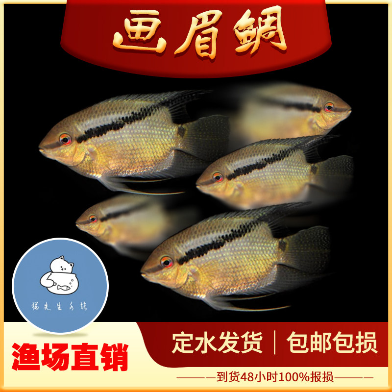 画眉鲷南美慈鲷食土鲷热带鱼淡水鱼苗可混养群游鱼南美慈鲷