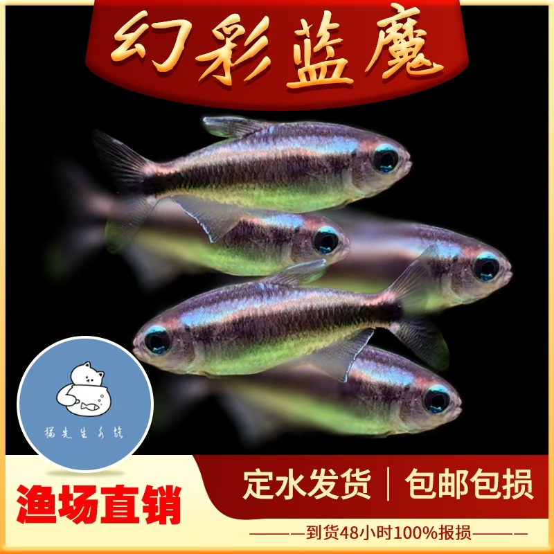 幻彩蓝魔灯鱼高端稀有品种热带观赏鱼小型灯科鱼水草缸群游鱼活体