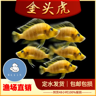 金头虎坦鲷三湖慈鲷鱼黄金虎面具虎鱼苗黄帆天堂鸟黄金叮当黑喷虎