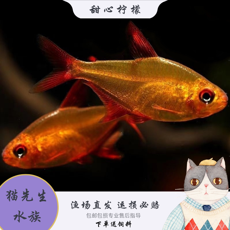 甜心柠檬灯鱼热带观赏鱼超级甜心柠檬巴西进口小型高端淡水灯科鱼