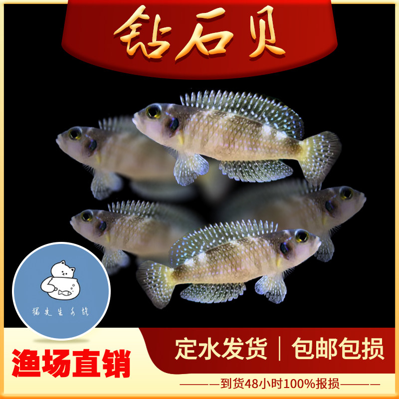 钻石贝鱼坦鲷卷贝斑马贝鱼黄帆天堂鸟蓝钻贝黄金叮当三湖鱼活体鱼