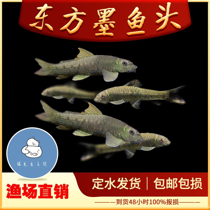 东方墨头鱼崩鼻鱼工具鱼吃藻底层原生溪流吃残饵冷水清道夫活体鱼