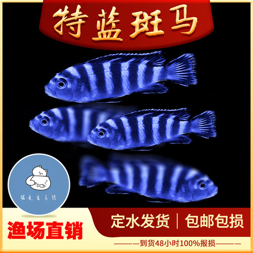 特蓝斑马三湖慈鲷热带观赏鱼水族活体鱼缸岩栖类坦鲷鱼易养艳丽