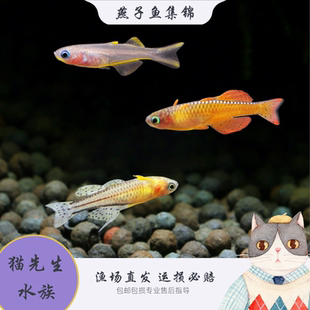 霓虹燕子鱼新郎官鱼灯科鱼阿鲁珍珠燕子橘红燕子热带观赏鱼活体鱼