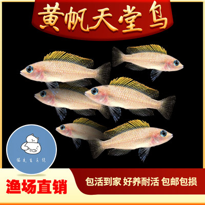 黄帆天堂鸟活体鱼非洲坦鲷观赏鱼水族淡水宠物群游三湖慈鲷小型鱼