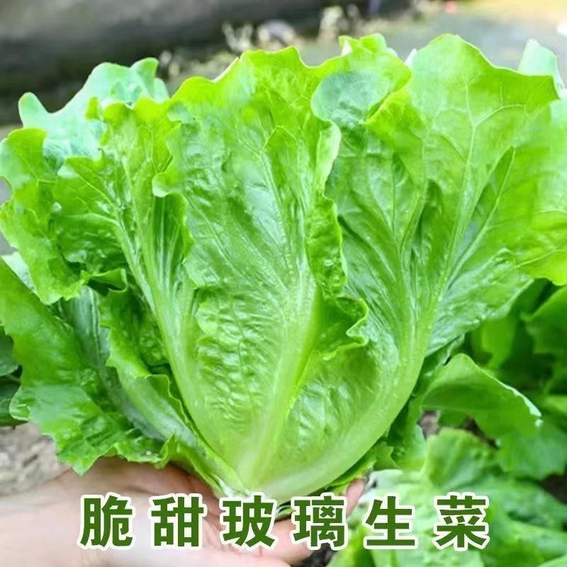奶油生菜种子蔬菜叶菜类生菜