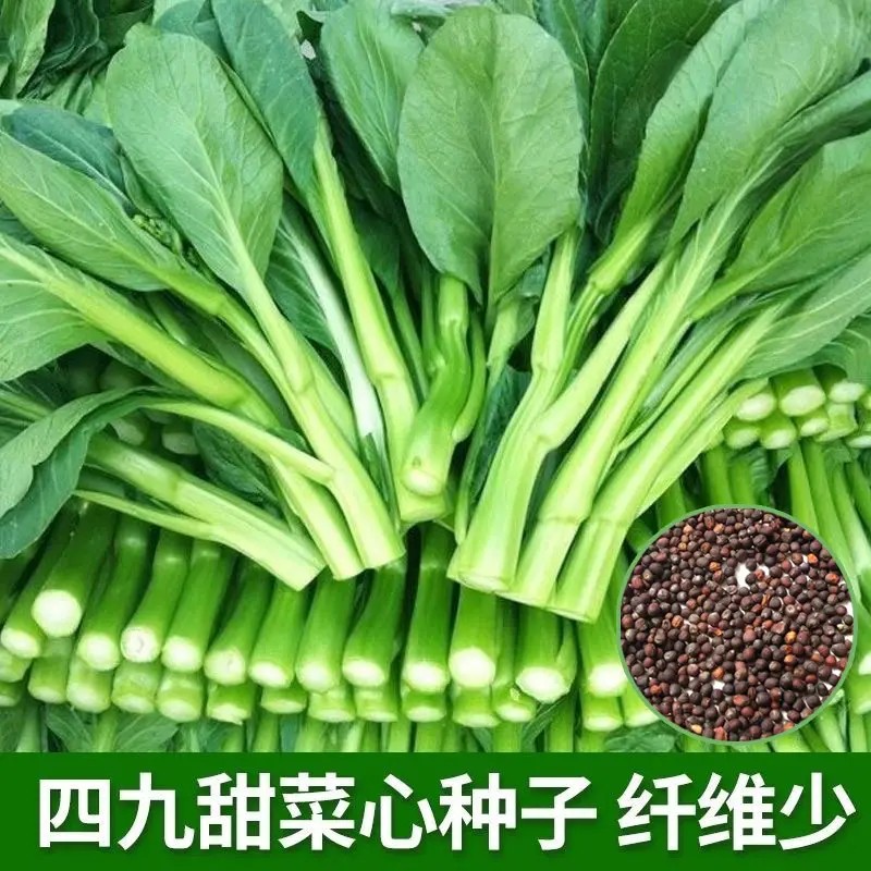 四九甜菜心种子青菜籽田园春秋冬季蔬菜种子种植广东油菜心菜种子