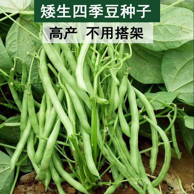 有架四季豆种子地豆芸豆种籽架图片