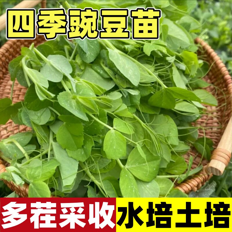 【割完又长】正品无须豌豆苗种子特大豌豆尖可水培芽豌豆尖芽种子