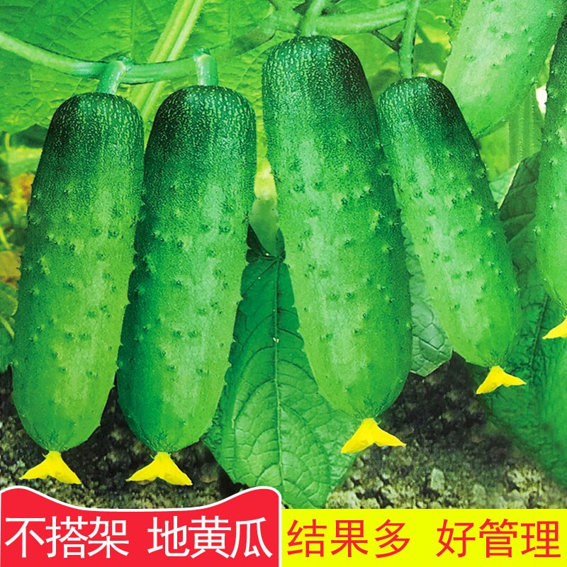 满地爬黄瓜种子不搭架水果黄瓜种籽早熟结果多好管理春秋四季播种