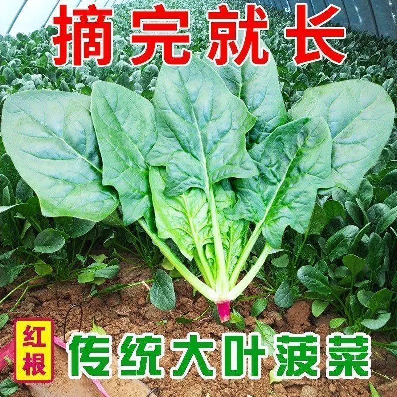 红根大叶菠菜种子蔬菜大肉厚香浓农家耐热青菜火锅春夏时令菜种子