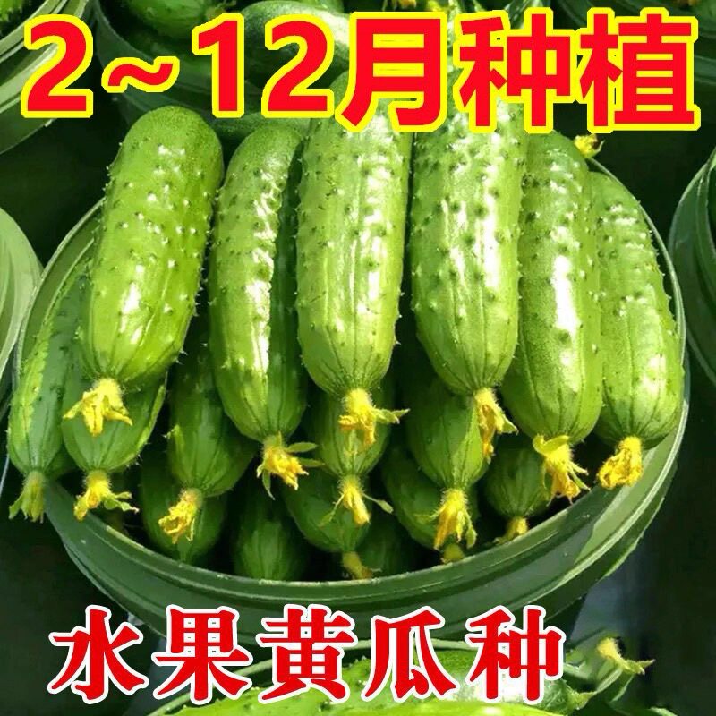 【唐山秋瓜黄瓜种子】唐秋一号水果黄瓜籽阳台秋黄瓜农家蔬菜种子