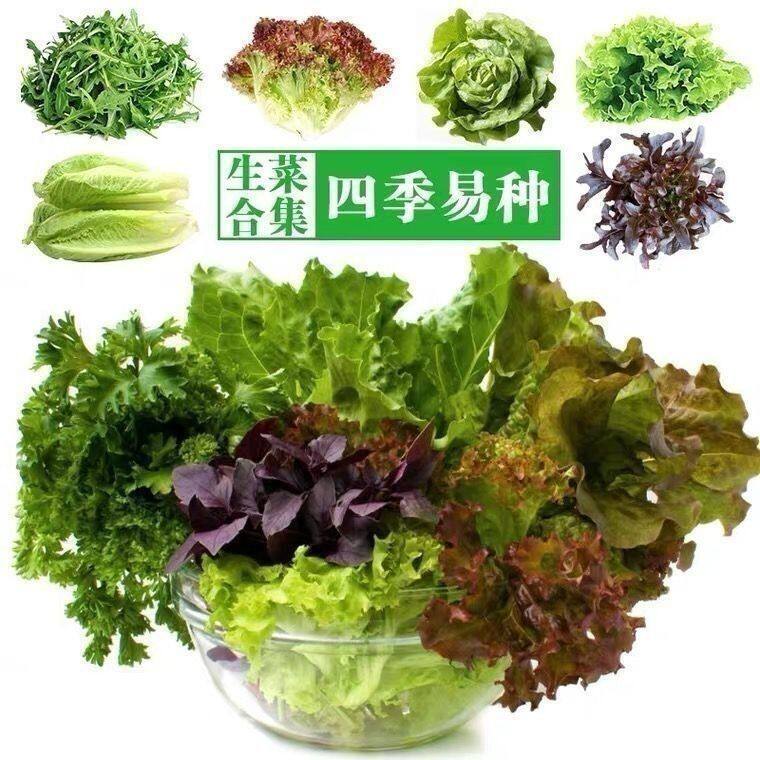 六款生菜种子四季播种生吃脆甜紫叶生菜奶油生菜春季蔬菜种子大全