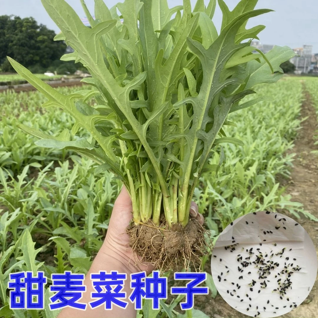 广西博白甜麦菜种子白梗甜唛菜种籽脆甜四季不招虫抗热简单易种植