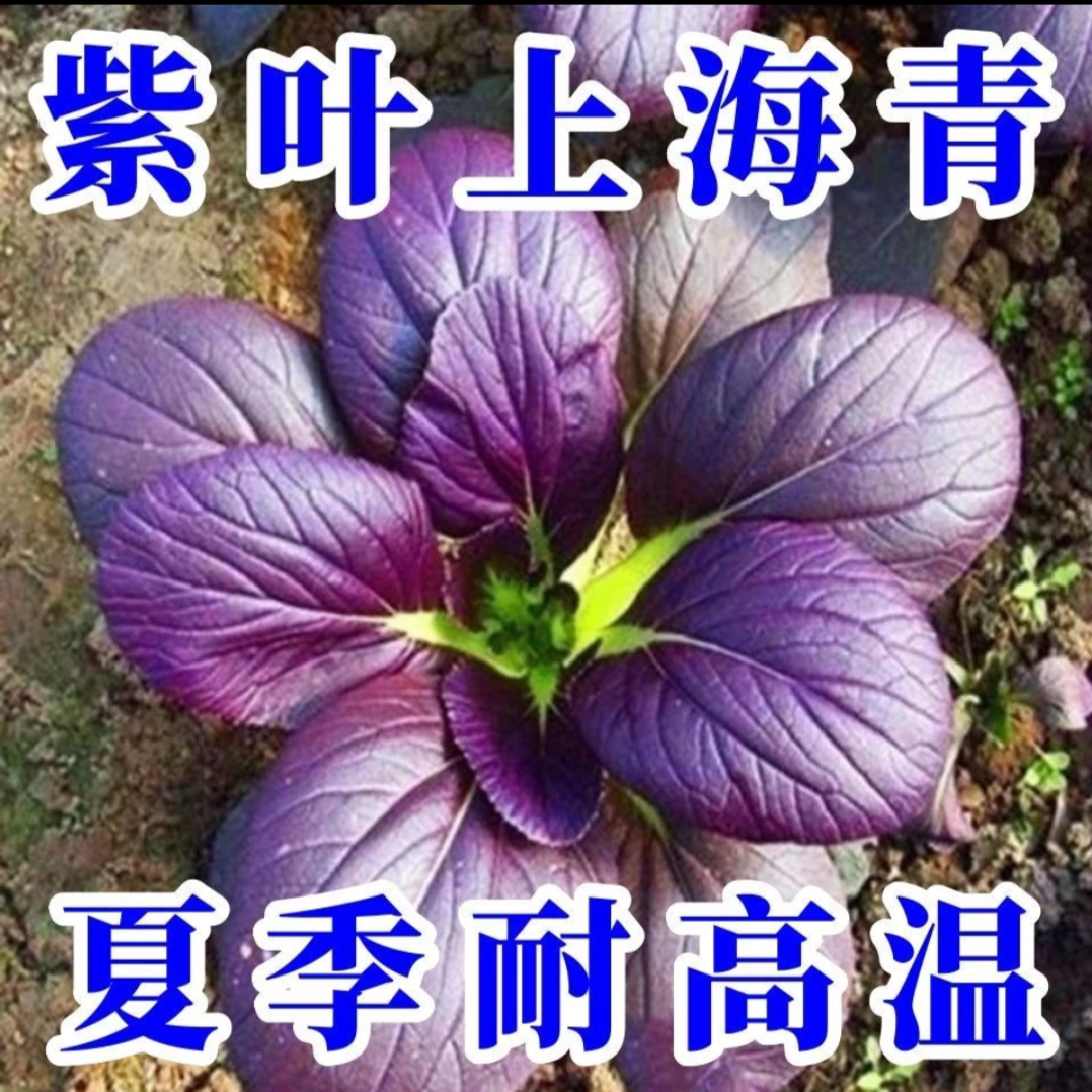 【易生长】秋冬耐寒紫上海青菜紫罗兰菜紫油菜精品苏州青四季播