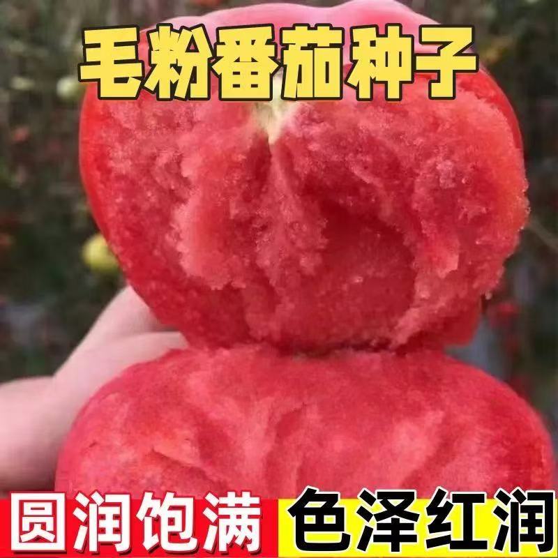 【沙瓤番茄种子】老品种毛粉番茄大红粉西红柿四季菜园蔬菜种子