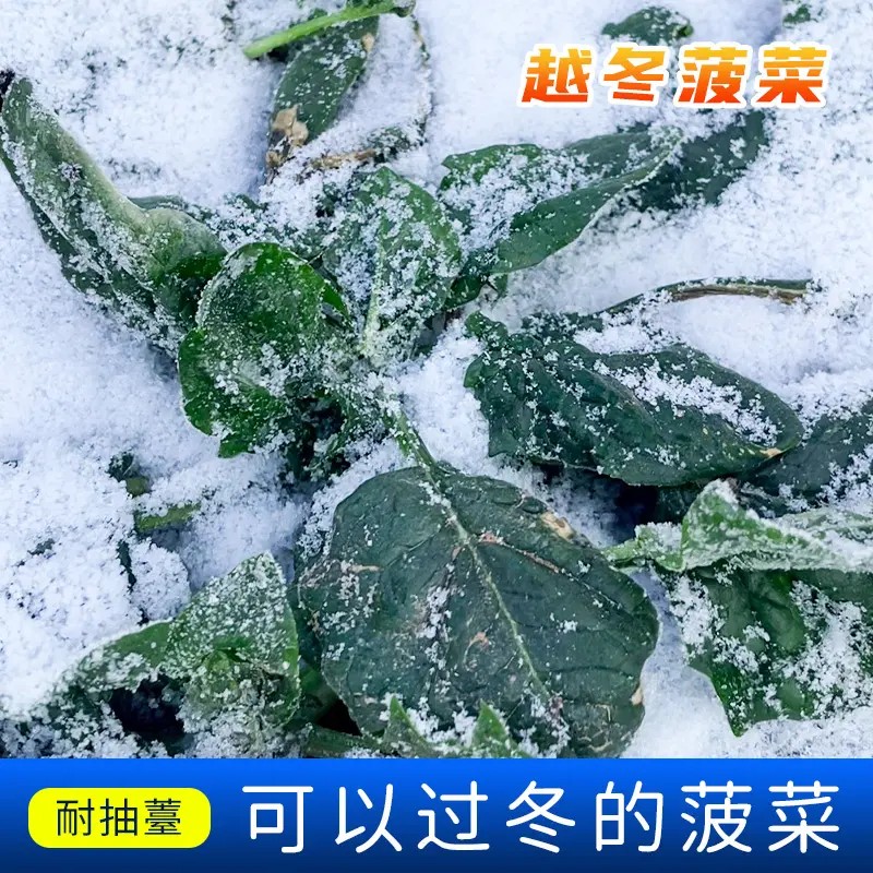 雪里埋菠菜种子种籽耐寒红根秋冬趴地菠菜阳台盆栽小菠菜蔬菜种子