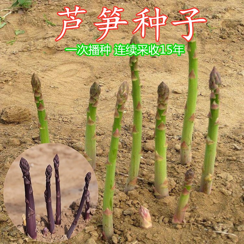 绿芦笋种子四季高产紫芦笋种籽多年生阳台盆栽耐寒春秋冬蔬菜种籽