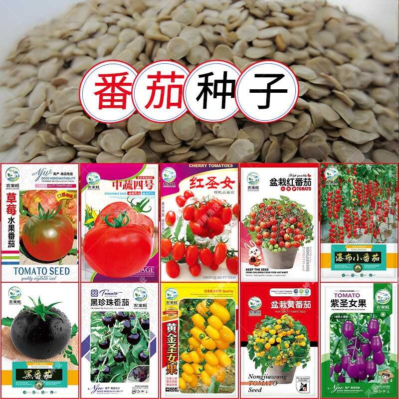 大小西红柿紫黄圣女果红沙瓤阳台盆栽黑珍珠草莓瀑布水果番茄种子