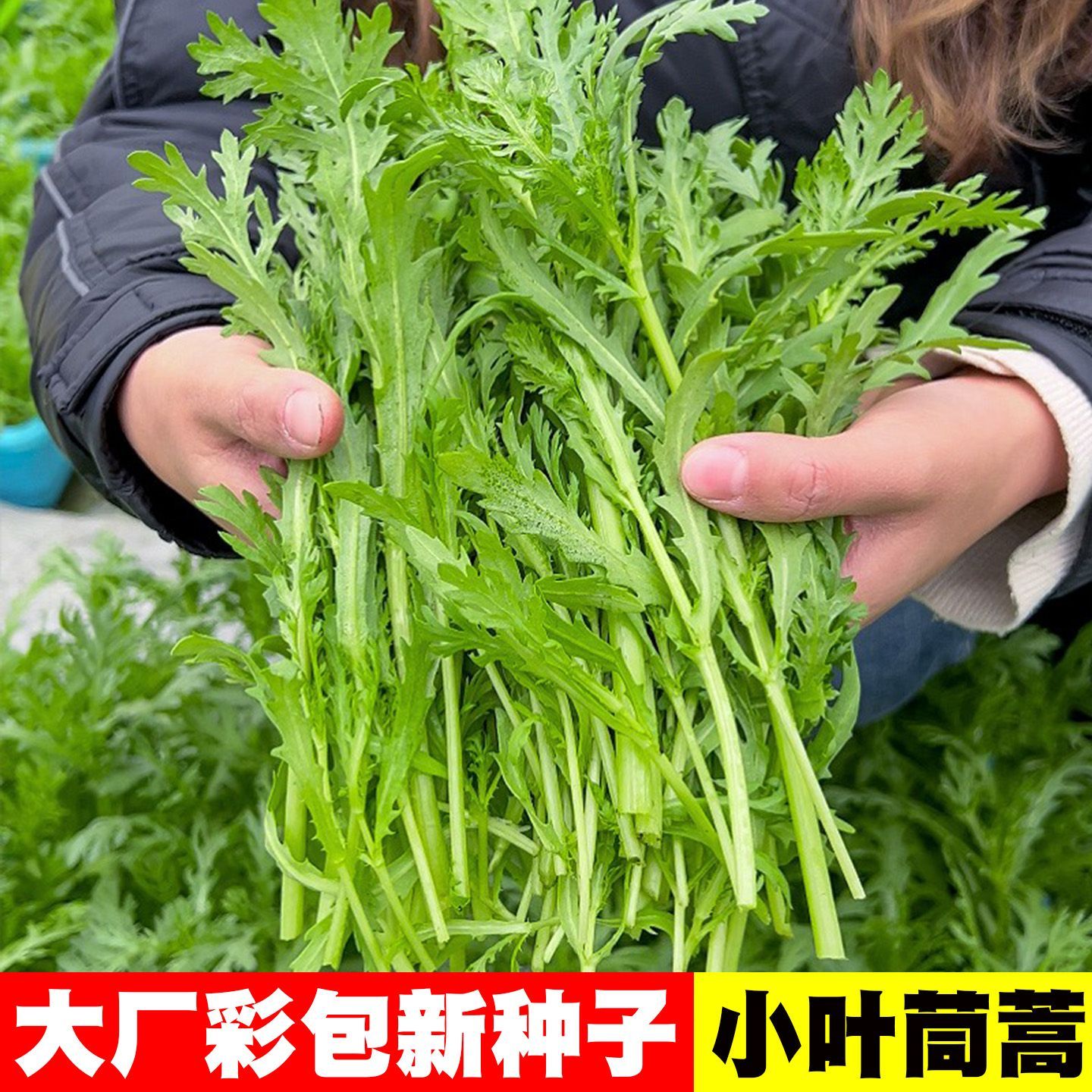 小叶茼蒿种子清香中叶茼蒿种籽光杆同蒿菜皇帝菜耐寒秋冬蔬菜种子