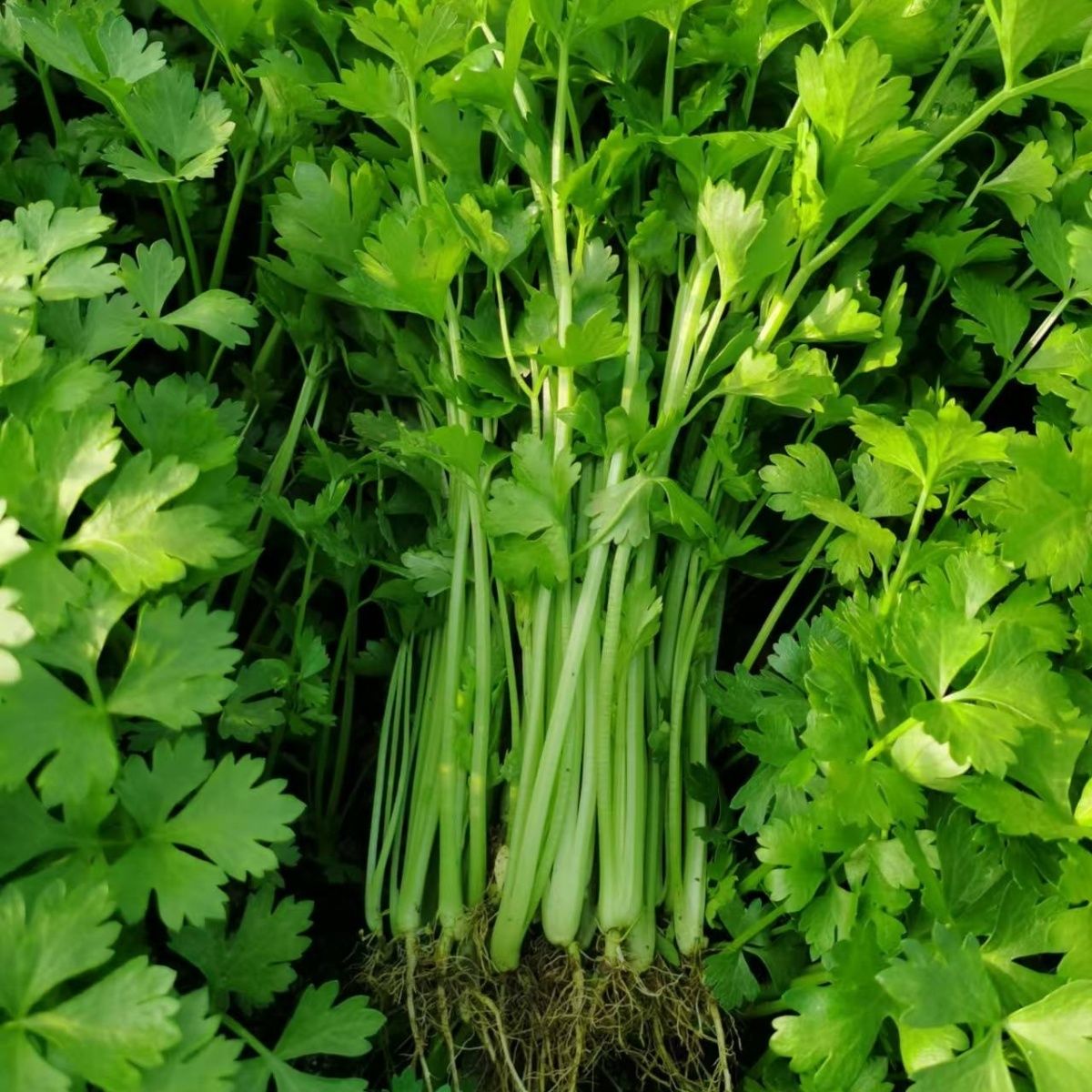 四季种植小香芹种子实心小芹菜种籽黄心芹菜春秋四季盆栽阳台庭院