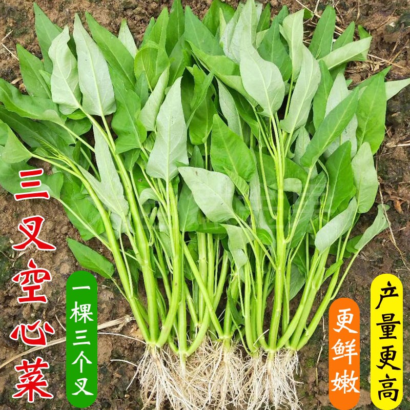 三叉空心菜种子高产四季播青菜籽阳台盆栽庭院水培土培蔬菜种子
