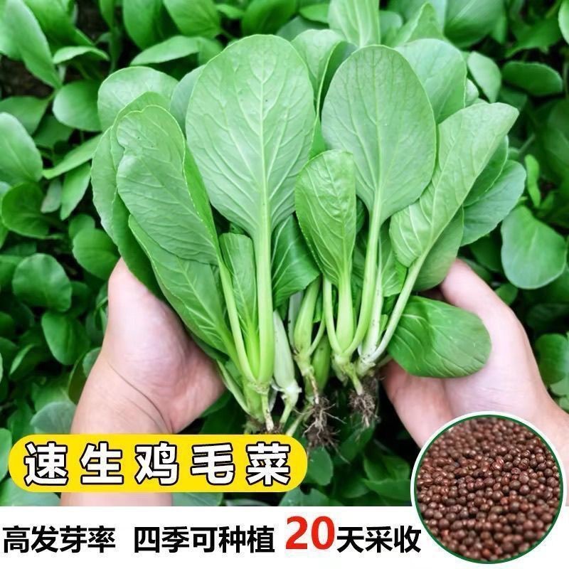 【全新鸡毛菜种子】四季菜心蔬菜小白菜秋冬青菜耐寒菜心蔬菜种子